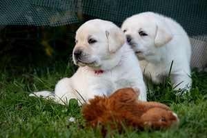 Labrador Retriever (2 foto no 10)