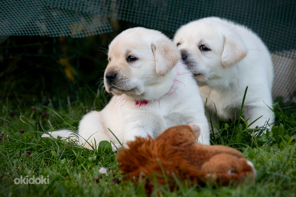 Labrador Retriever (foto #2)