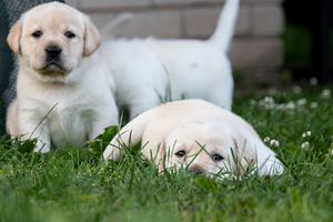 Labrador Retriever (6 foto no 10)