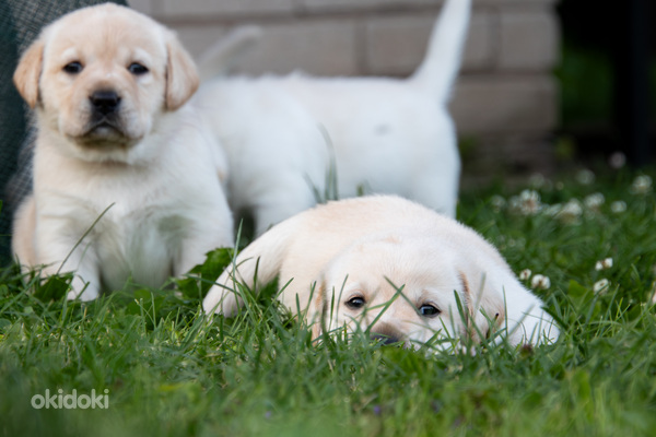 Labrador Retriever (foto #6)