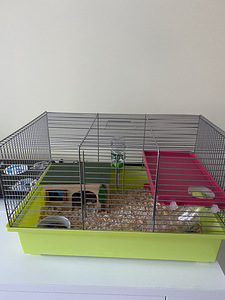 Hamster Robarovsky koos puuriga ja kõige vajalikuga (1 foto / 2)