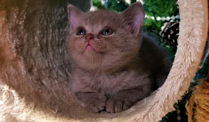 Котята (2 фото из 10)