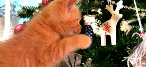 Котята (10 фото из 10)