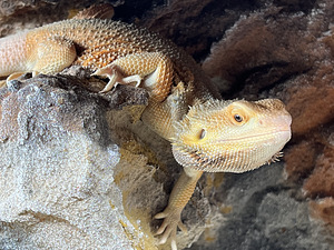 Müüa uus suur terraarium koos noore habeagaamiga. (4 foto / 5)