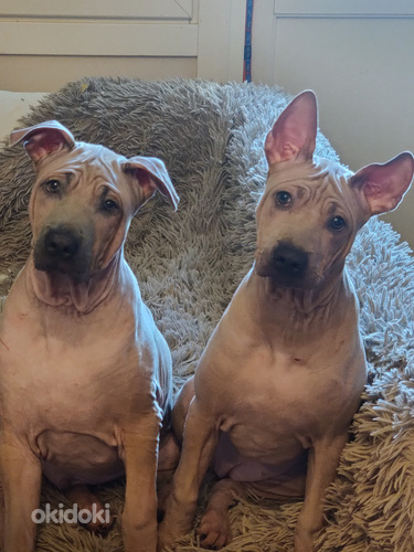 Thai Ridgeback