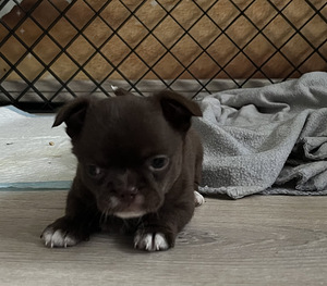 Chihuahua tüdruk (2 foto / 2)