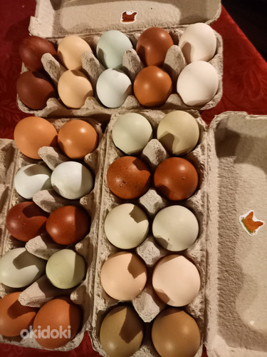 Куриные яйца (фото #3)