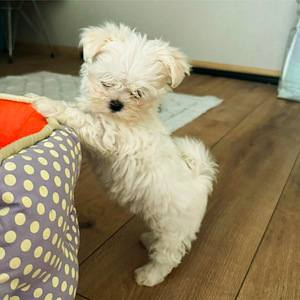 Maltese koer (1 foto / 5)