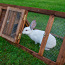 Клетка для кролика,деревянная, новая (фото #2)