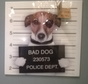 Картина Bad dog, стеклянная