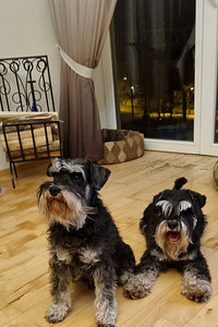 MUST HÕBEDAGA KÄÄBUSŠNAUTSERI KUTSIKAS (5 foto / 6)