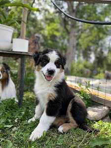 Austraalia lambakoer/ Australian Shepherd/ Aussie (5 foto / 9)