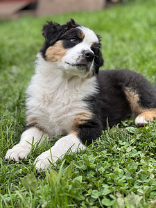 Austraalia lambakoer/ Australian Shepherd/ Aussie (4 foto / 9)