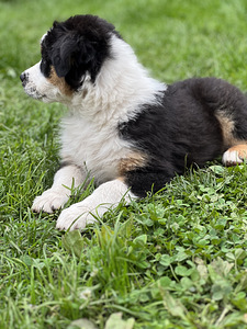 Austraalia lambakoer/ Australian Shepherd/ Aussie (2 foto / 9)