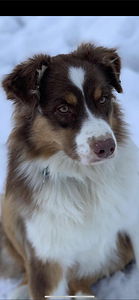 Austraalia lambakoer/ Australian Shepherd/ Aussie (8 foto / 9)