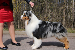 Austraalia lambakoer/ Australian Shepherd/ Aussie (9 foto / 9)