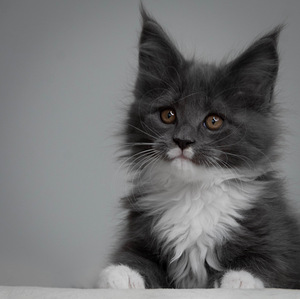 Maine Coon kassipojad (1 foto / 9)
