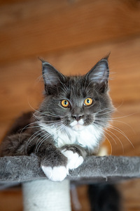 Maine Coon kassipojad (3 foto / 9)