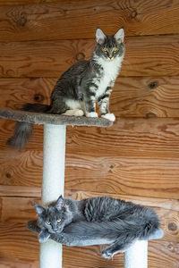 Maine Coon kassipojad (7 foto / 9)