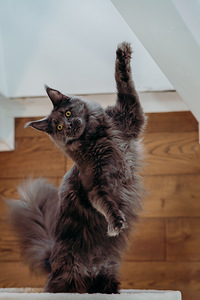 Котята Мейн-кун (6 фото из 10)