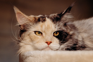 MAINE COON (3 foto / 4)