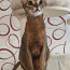 Abyssinian cat (foto #1)