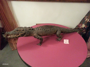 Коллекция настоящих чучел крокодилов 7 штук