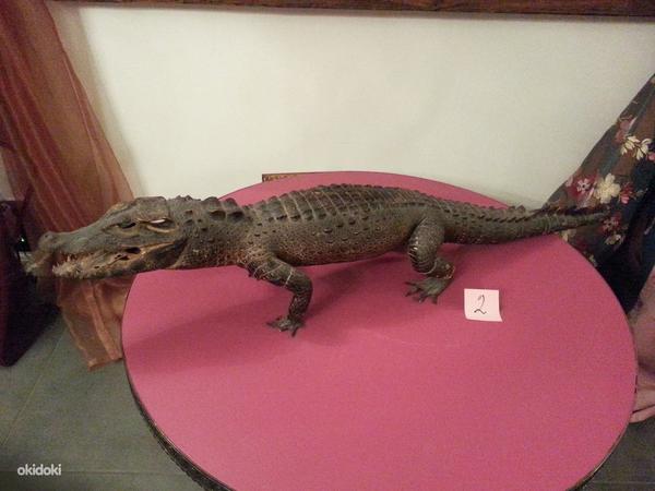 Коллекция настоящих чучел крокодилов 7 штук (фото #1)