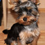 Продам щенка йоркширского терьера (фото #1)