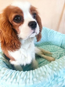 Cavalier King Charlz Spaniel (3 foto / 4)