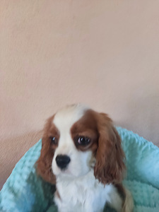 Cavalier King Charlz Spaniel (4 foto / 4)