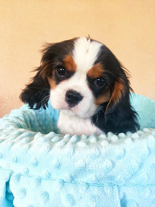 Kavalier King Charlz Spaniel (3 foto / 3)