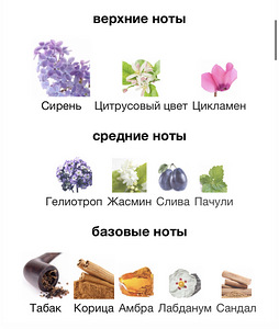 Dzintars Lilac of Riga (2 foto / 2)