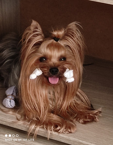 Yorkshire terrier pois (2 foto / 6)
