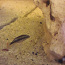 Pelvicachromis (foto #1)