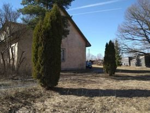 Suur elupuu (2 foto / 2)