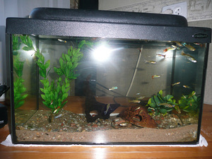 Akvaarium koos kaladega