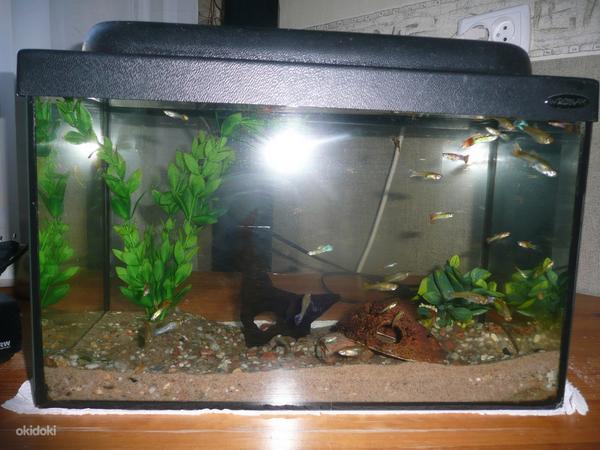 Akvaarium koos kaladega (foto #1)