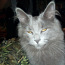 Котята мейн-кун, черные и пушистые в Нарве (фото #1)
