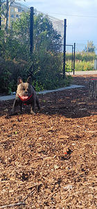 Prantsuse buldog otsib pruuti (2 foto / 2)