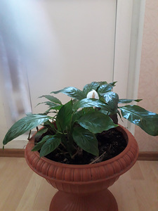Kannike,yucca,hibiskus (7 foto / 8)
