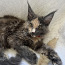 Продается котенок породы Maine Coon девочка . (фото #1)