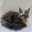Продается котенок породы Maine Coon девочка . (фото #4)