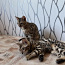 Последний бенгальский котенок (фото #3)