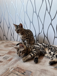 Последний бенгальский котенок (3 фото из 8)