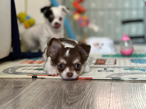 Pikakarvalised chihuahua kutsikad (3 foto / 8)