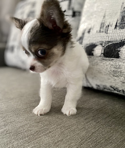 Pikakarvalised chihuahua kutsikad (6 foto / 8)