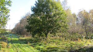 Oru tee 4 Liikva Harku vald 7.54 ha (1 foto / 10)
