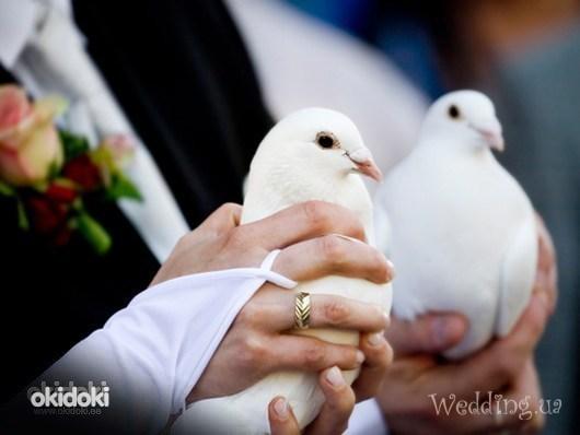 Белые голуби на свадьбу (фото #1)