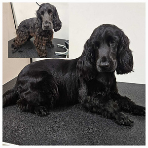 Groomer (1 foto / 6)